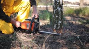 Best Tree Health Inspection  in Glen Alpine, NC