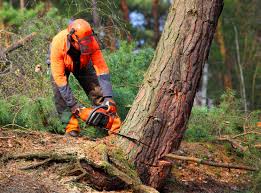Best Lawn Pest Prevention  in Glen Alpine, NC