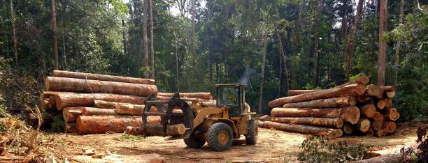 Best Emergency Tree Removal  in Glen Alpine, NC