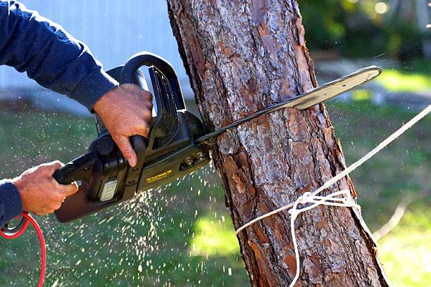 Best Tree Maintenance Programs  in Glen Alpine, NC