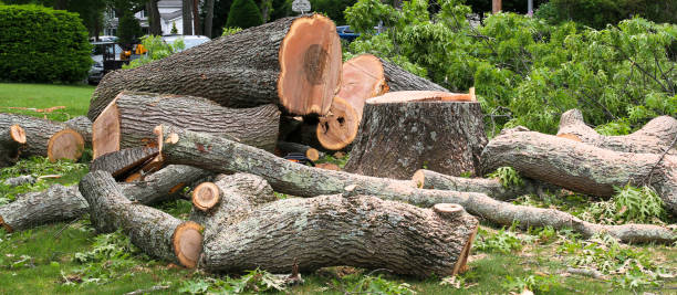 Best Leaf Removal  in Glen Alpine, NC