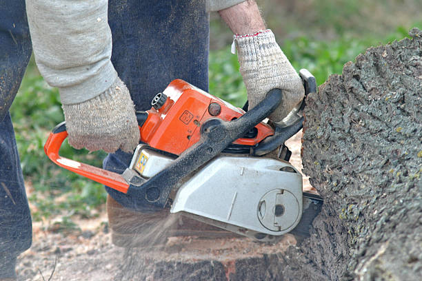 Best Fruit Tree Pruning  in Glen Alpine, NC