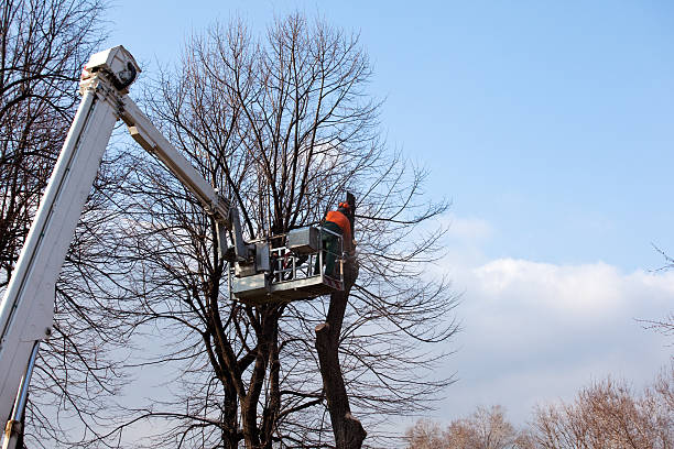Best Hazardous Tree Removal  in Glen Alpine, NC
