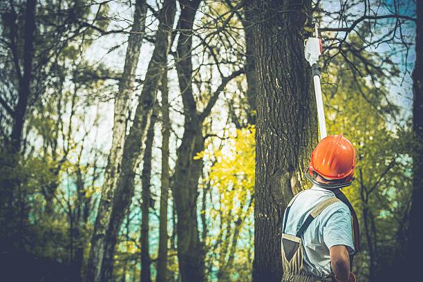  Glen Alpine, NC Tree Care Pros
