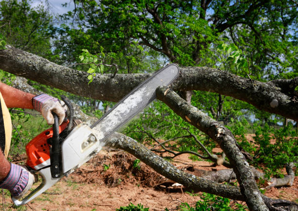 Best Tree Trimming and Pruning  in Glen Alpine, NC
