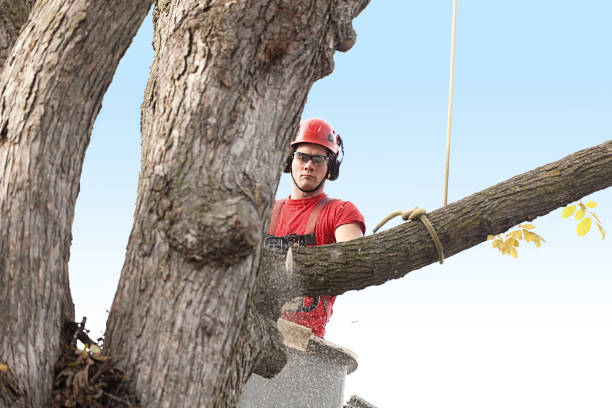 Reliable Glen Alpine, NC Tree Care Solutions